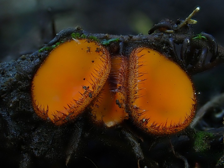 7. 9. 2025 - Horní Město, 700 m n. m.