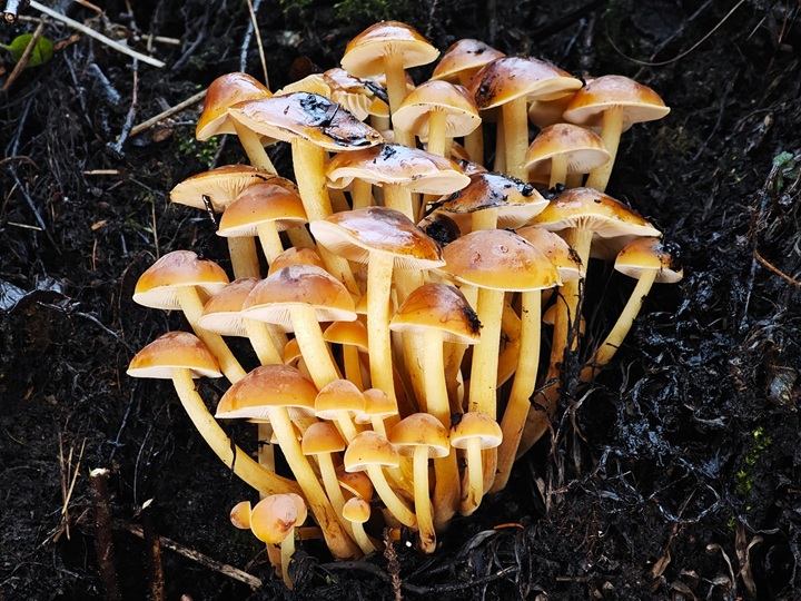 6. 12. 2025 - Ondrášov, 580 m n. m.