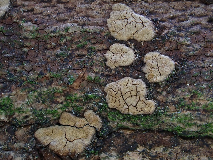 24. 1. 2026 - Horní Benešov, 565 m n. m.