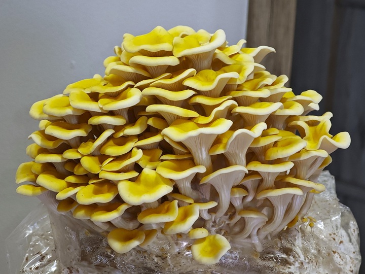 30. 1. 2026 - Razová, 551 m n. m.