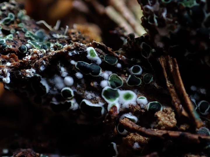 28. 8. 2023 - Sedm Dvorů, 510 m n. m.