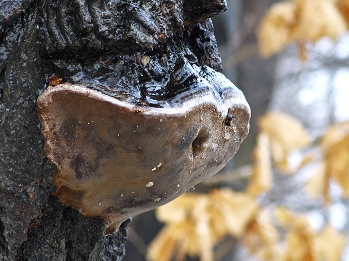 5. 2. 2026 - Nové Heřmínovy, 430 m n. m.