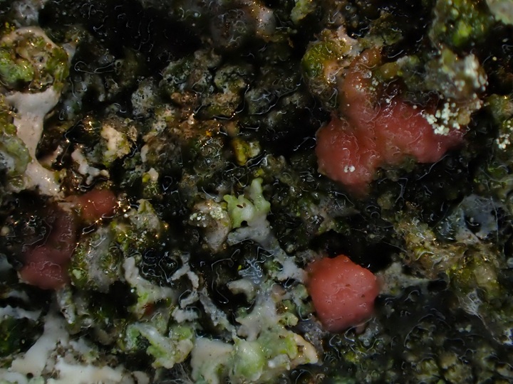 8. 2. 2026 - Moravský Beroun, 555 m n. m.