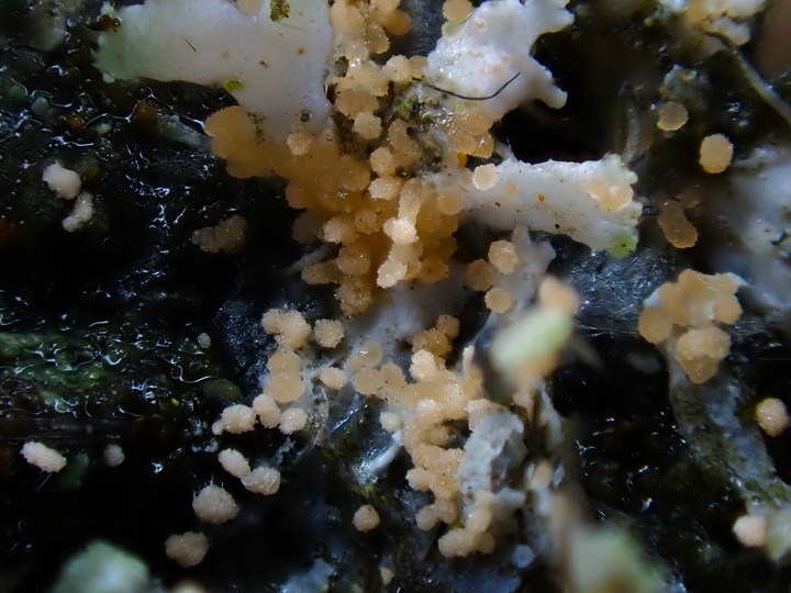 8. 2. 2026 - Moravský Beroun, 548 m n. m.