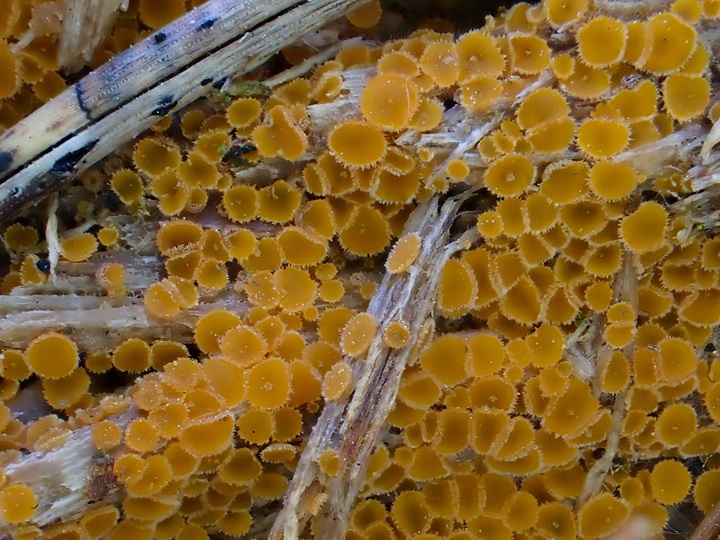 9. 3. 2026 - Pohořany, 428 m n. m.