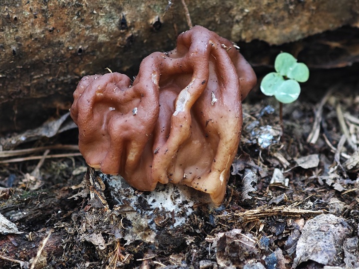 7. 4. 2026 - Ondrášov, 620 m n. m.